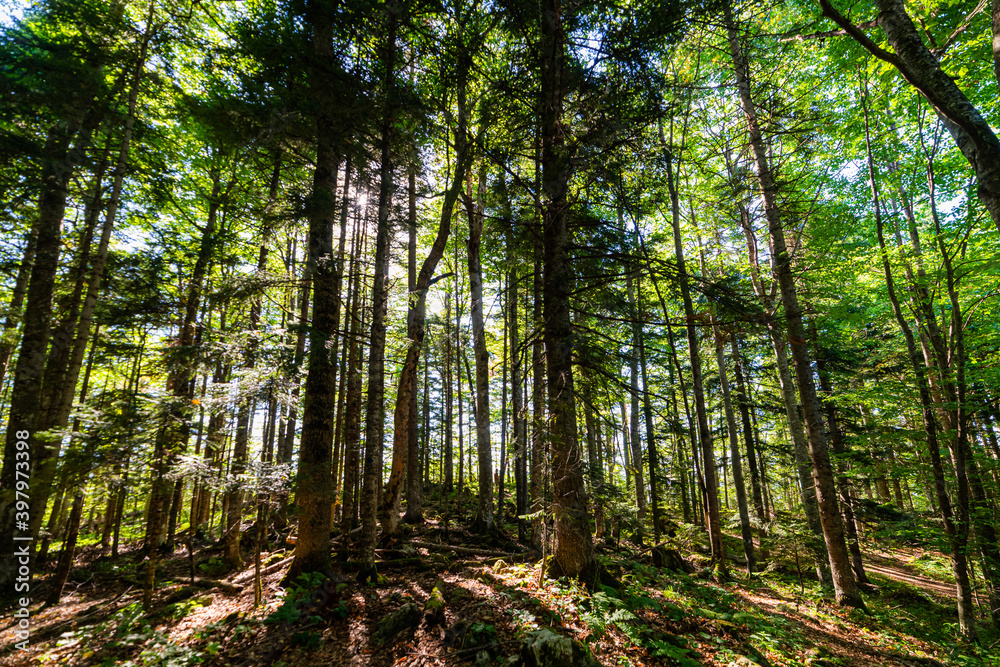 Deep in the forest tall trees and sunlight shines through the leaves Deep in the forest tall trees and sunlight shines through the leaves