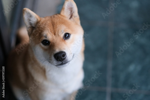 close up one quiet Shiba Inu dog looking at camera  © Robert