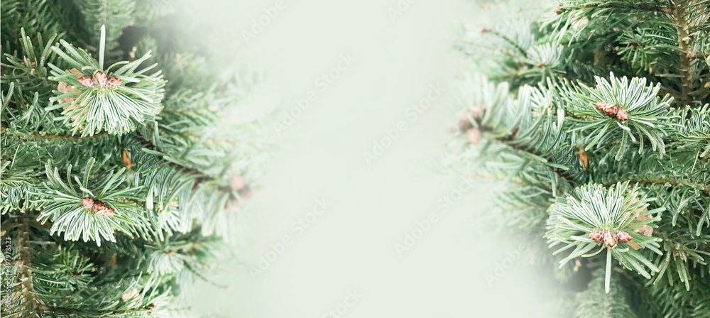 Beautiful green fir tree branches close up. Christmas and winter concept Beautiful green fir tree branches close up. Christmas and winter concept