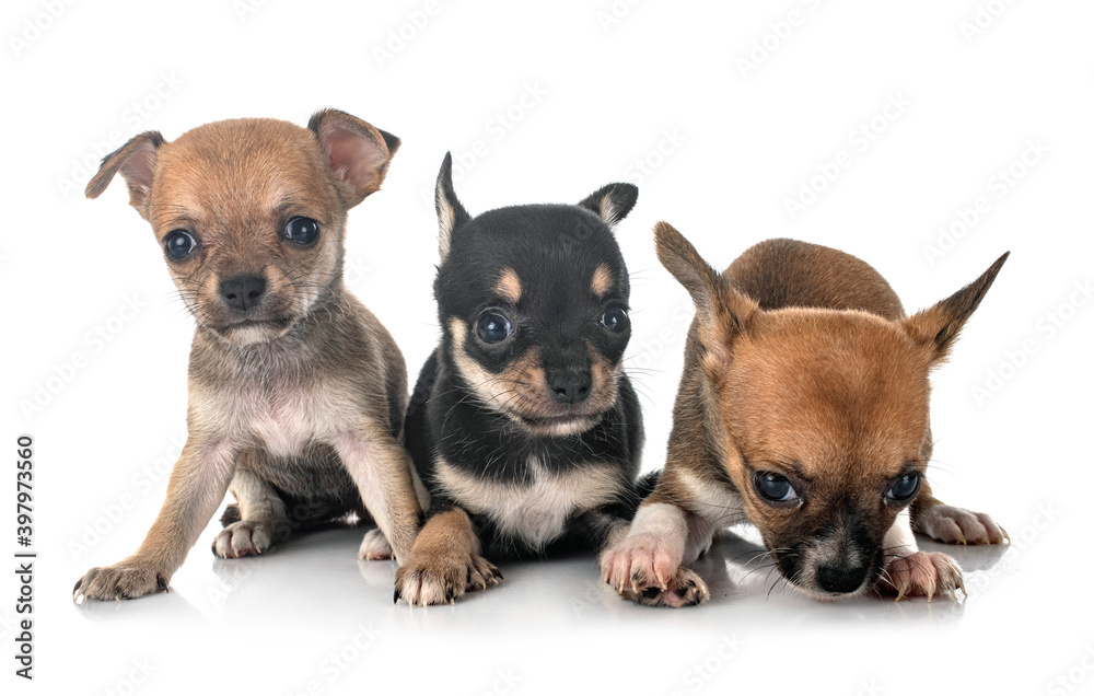 chihuahuas in studio