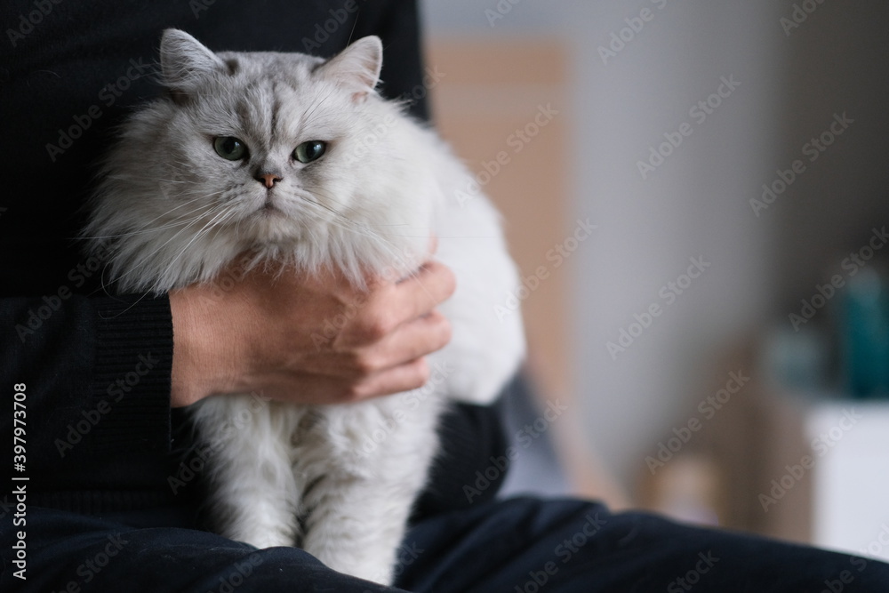 close up hand holding chinchilla cat at home close up hand holding chinchilla cat at home