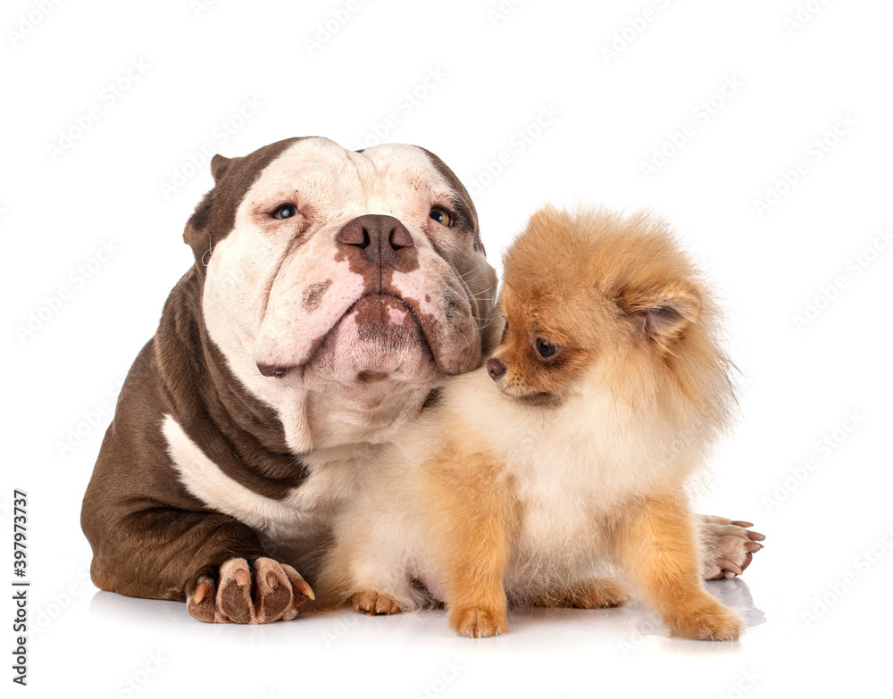 american bully and spitz