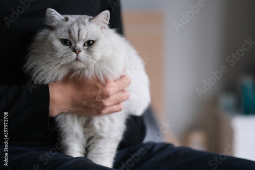 Fototapeta Naklejka Na Ścianę i Meble -  close up hand holding chinchilla cat at home