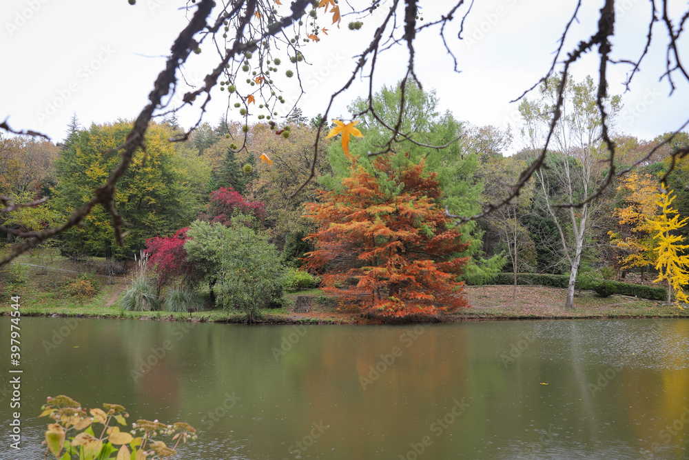 Fotografie Forest and lake during autumn