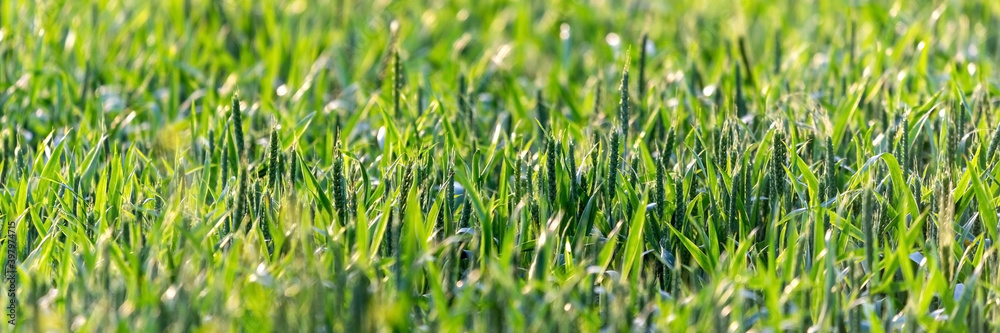 Obraz premium Green wheat in the field.