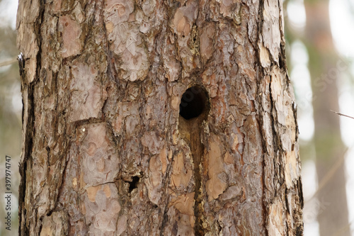 hollow in a pine tree in the forest
