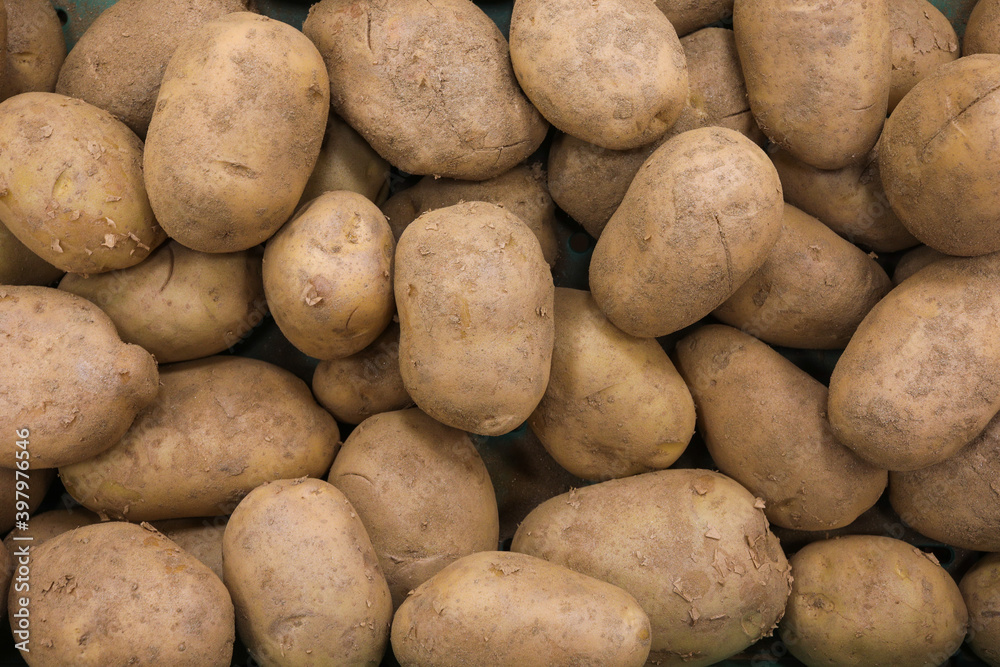 Fresh raw unpeeled potatoes at the market Fresh raw unpeeled potatoes at the market