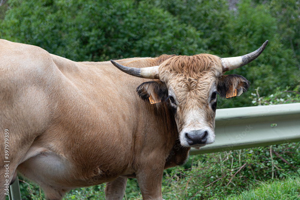 animals on the road, a big cow has jumped on the road animals on the road, a big cow has jumped on the road