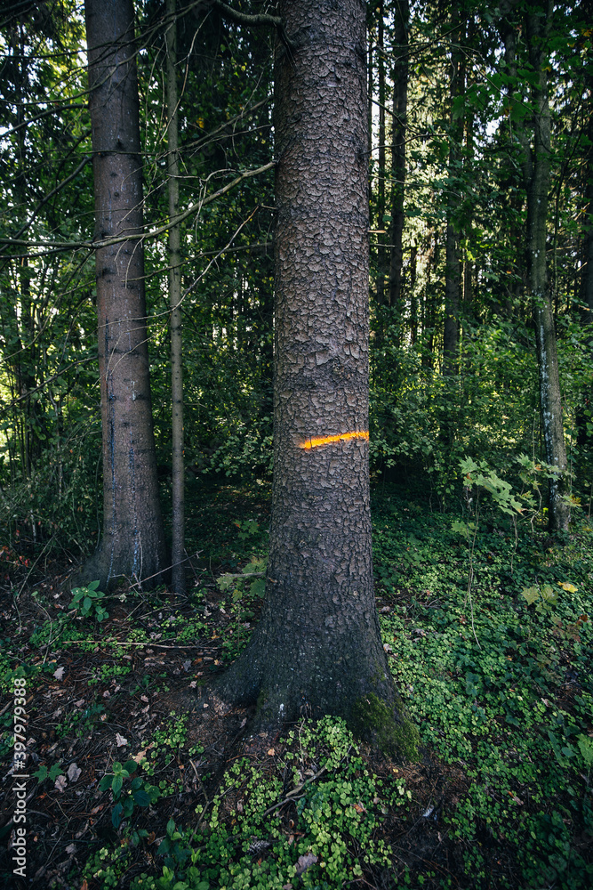 Forester marks on trees in the forest - selection and nature reserve Forester marks on trees in the forest - selection and nature reserve