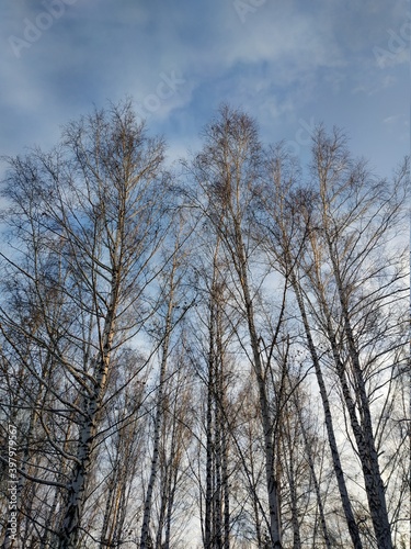 Birches against a blue sky