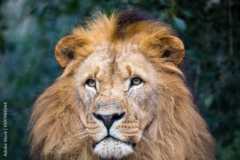 head portrait of majestic male of Southwest African lion or Katanga lion, Panthera leo bleyenberghi head portrait of majestic male of Southwest African lion or Katanga lion, Panthera leo bleyenberghi