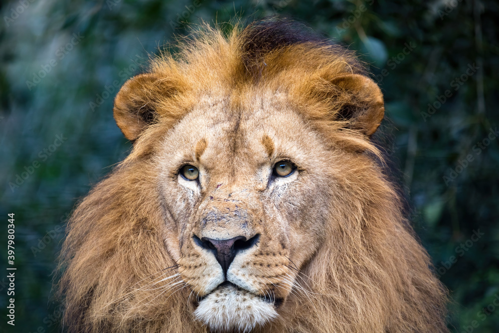 head portrait of majestic male of Southwest African lion or Katanga lion, Panthera leo bleyenberghi