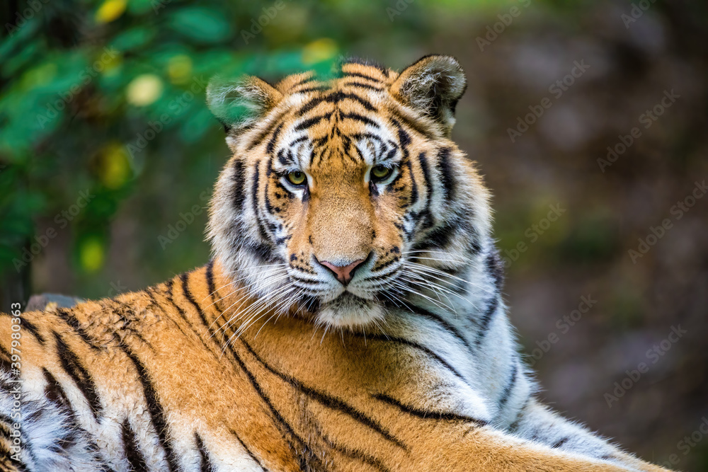 The Siberian tiger (Panthera tigris tigris) also called Amur tiger (Panthera tigris altaica) in the forest The Siberian tiger (Panthera tigris tigris) also called Amur tiger (Panthera tigris altaica) in the forest