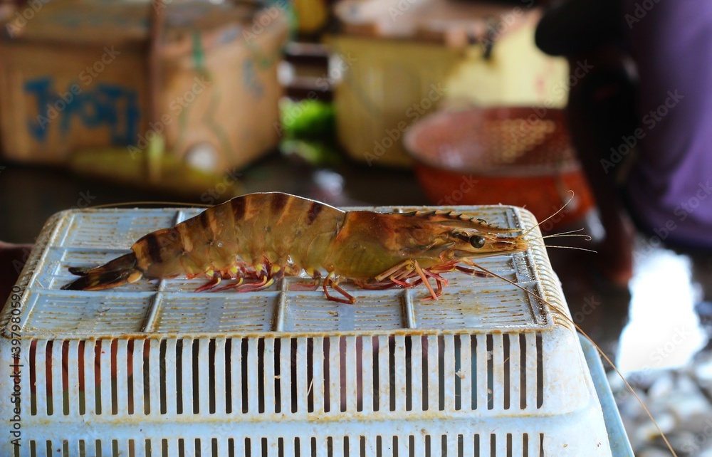 tiger prawn sale in india tiger prawn penaeus monodon culture in india