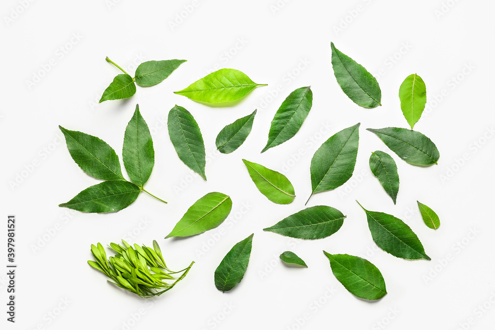 Green ash leaves on white background Green ash leaves on white background