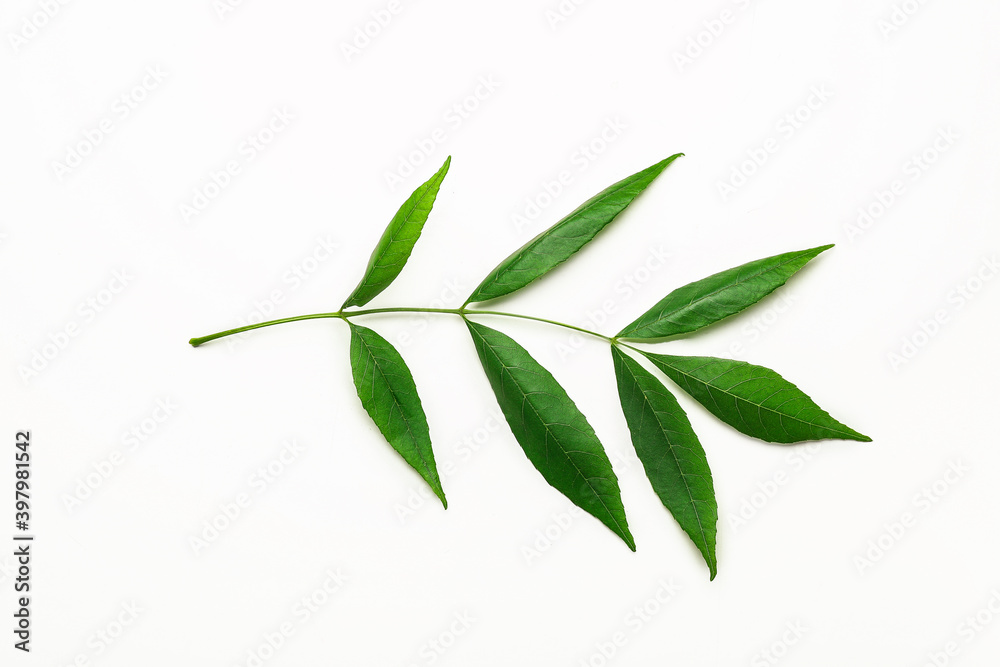 Fototapeta premium Branch of ash tree on white background