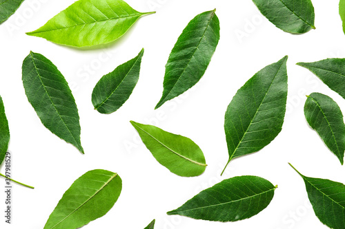 Green ash leaves on white background