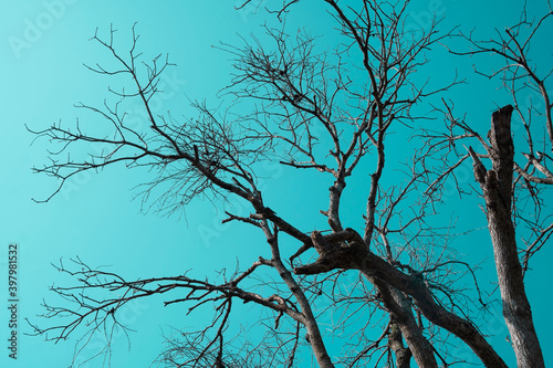 Dead and dry big tree blue sky background .