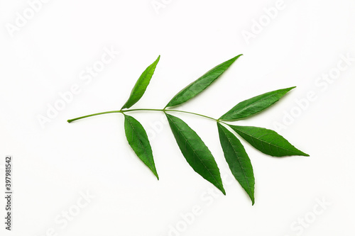 Branch of ash tree on white background