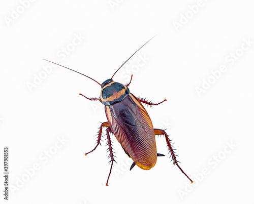 brown cockroach on a white background,isolated
