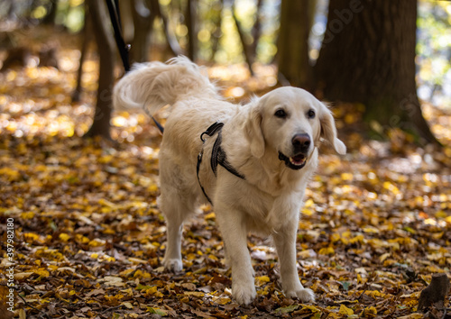 Golden retriever for a walk on a background of autumn leaves