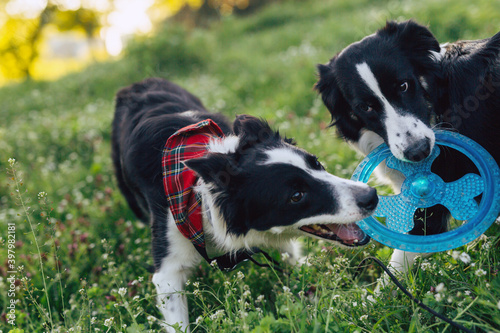 Photography two dogs playing with a toy together in nature