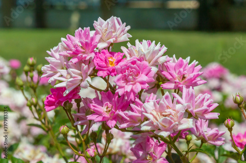 Roses Symphonie du Printemps Pink and white roses in the park garden