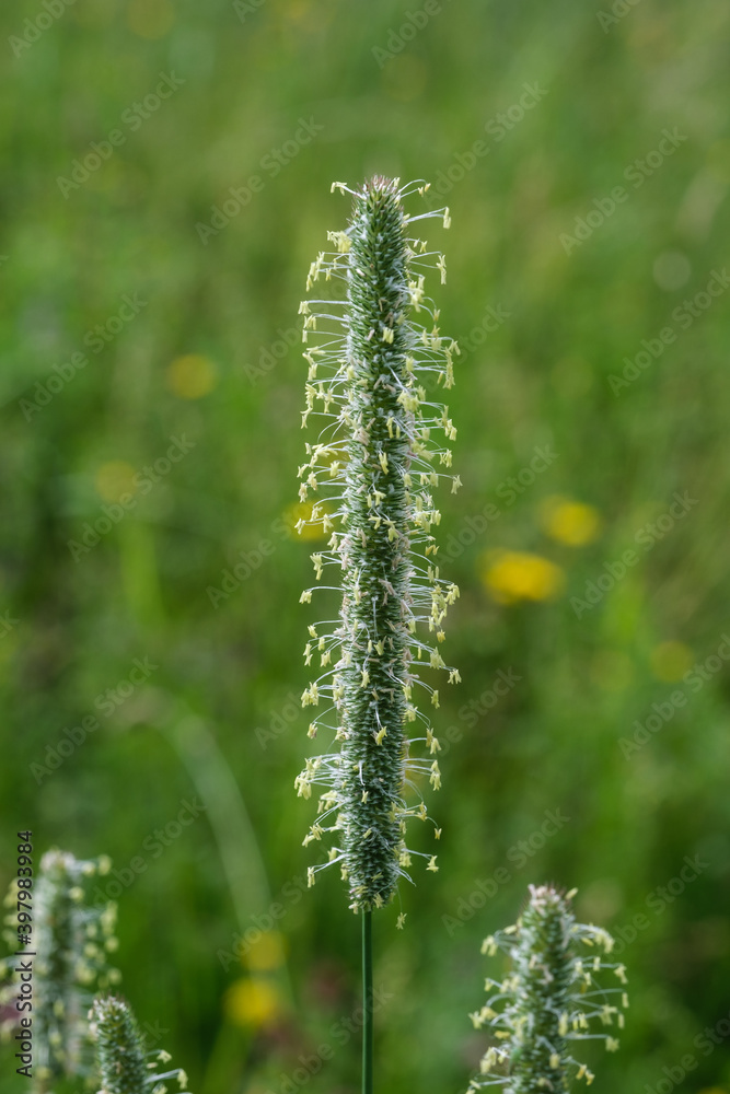 Ein Halm blühendes Gras / Gräser steht vor einem natürlichen Hintergrund einer Wiese im Frühling Ein Halm blühendes Gras / Gräser steht vor einem natürlichen Hintergrund einer Wiese im Frühling