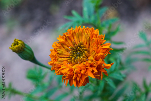 Selective focus of yellow orange Chrysanthemum indicum closeup photo