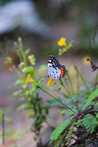 butterfly seeking nectar on a sensitivum flower with copy space, © anu