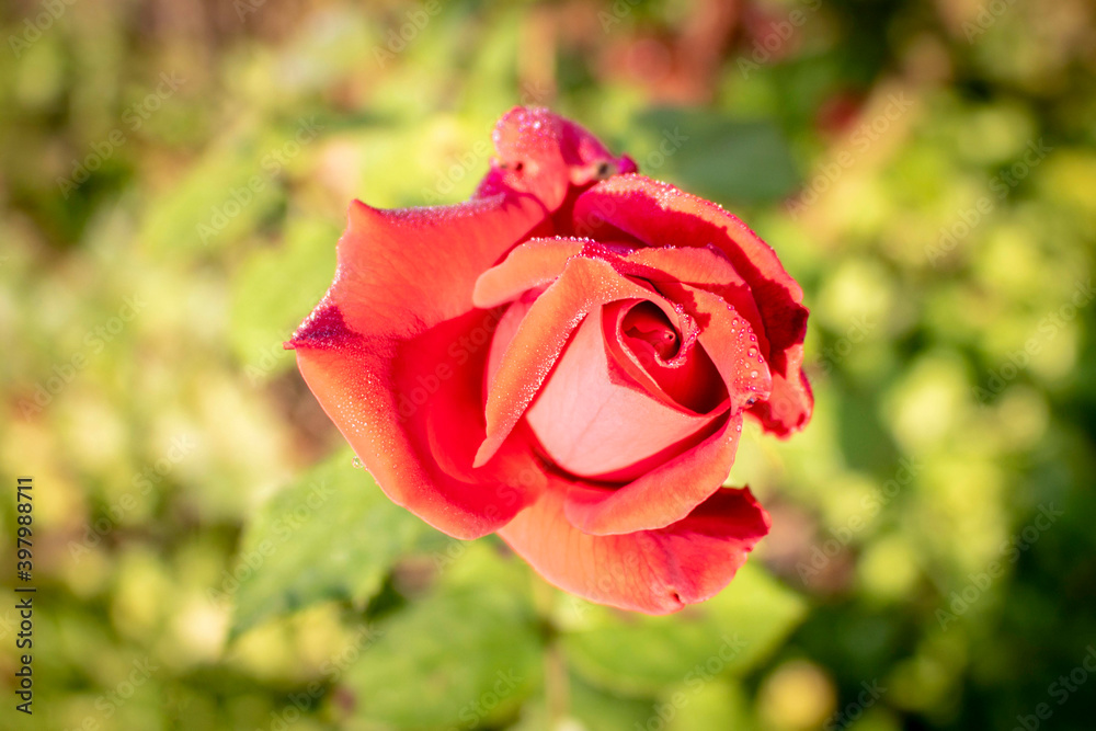 Rose Bud with drops of dew. Close up. Selective focus. Rose Bud with drops of dew. Close up. Selective focus.