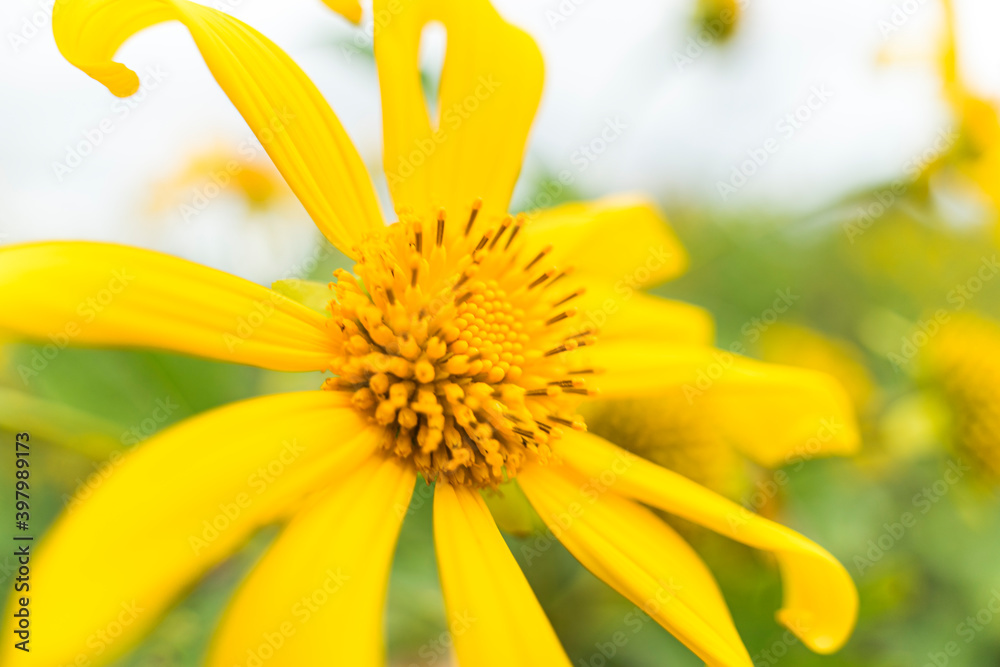 Obraz premium close-up of wild anemone flowers ( another name is wild sunflowers). Nature and travel concept