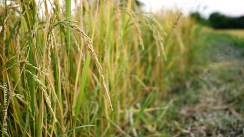 ear of paddy and rice paddy field swaying in the wind for background.