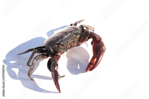 Crabs that live in fresh water