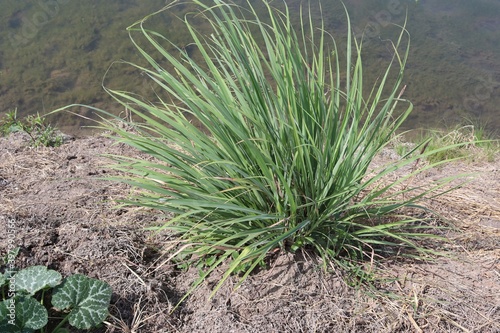 Lemon grasses is growing on ground flooring closeup near water resources.