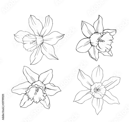 Daffodil flowers black and white isolated pattern.