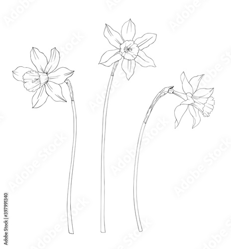 Black and white vector image of daffodils. Isolated set on a white background.
