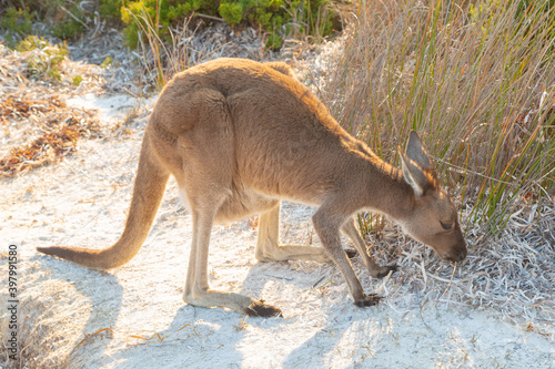 Kangaroo at the famous Lucky Bay in the Cape Le Grand Nationalpark east of Esperance in Western Australia