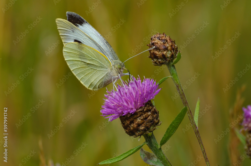 butterfly on a flower - Pieris brassicae butterfly on a flower - Pieris brassicae