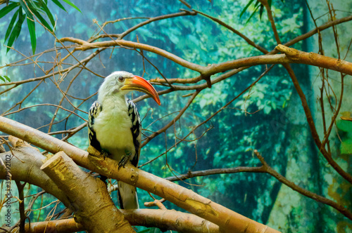 Close-up of beak toucans, family Ramphastidae on the branch photo