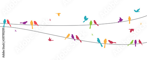 Colorful birds sitting on wire isolated on white