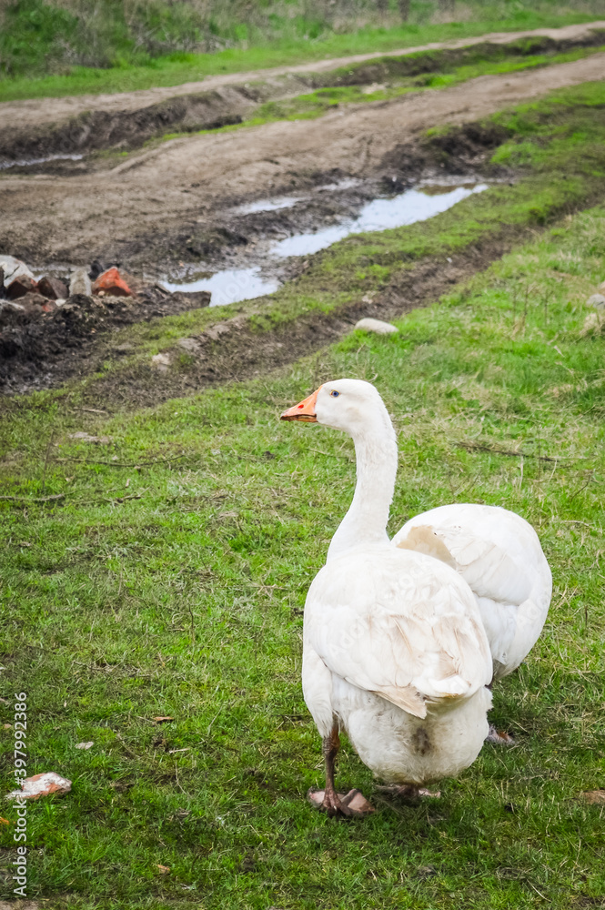 Obraz premium View of white goose standing on green grass. Village dirt road on background
