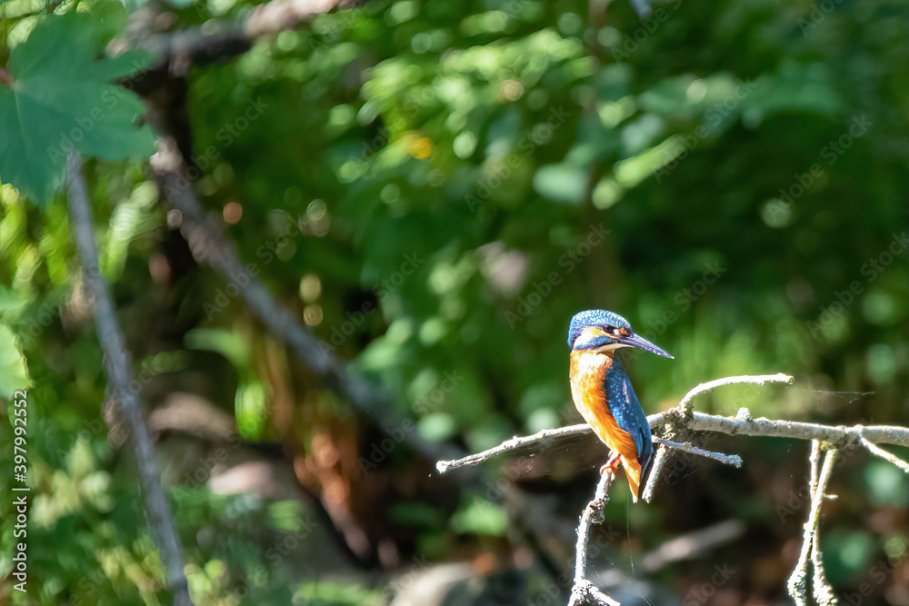 Eisvogel Eisvogel