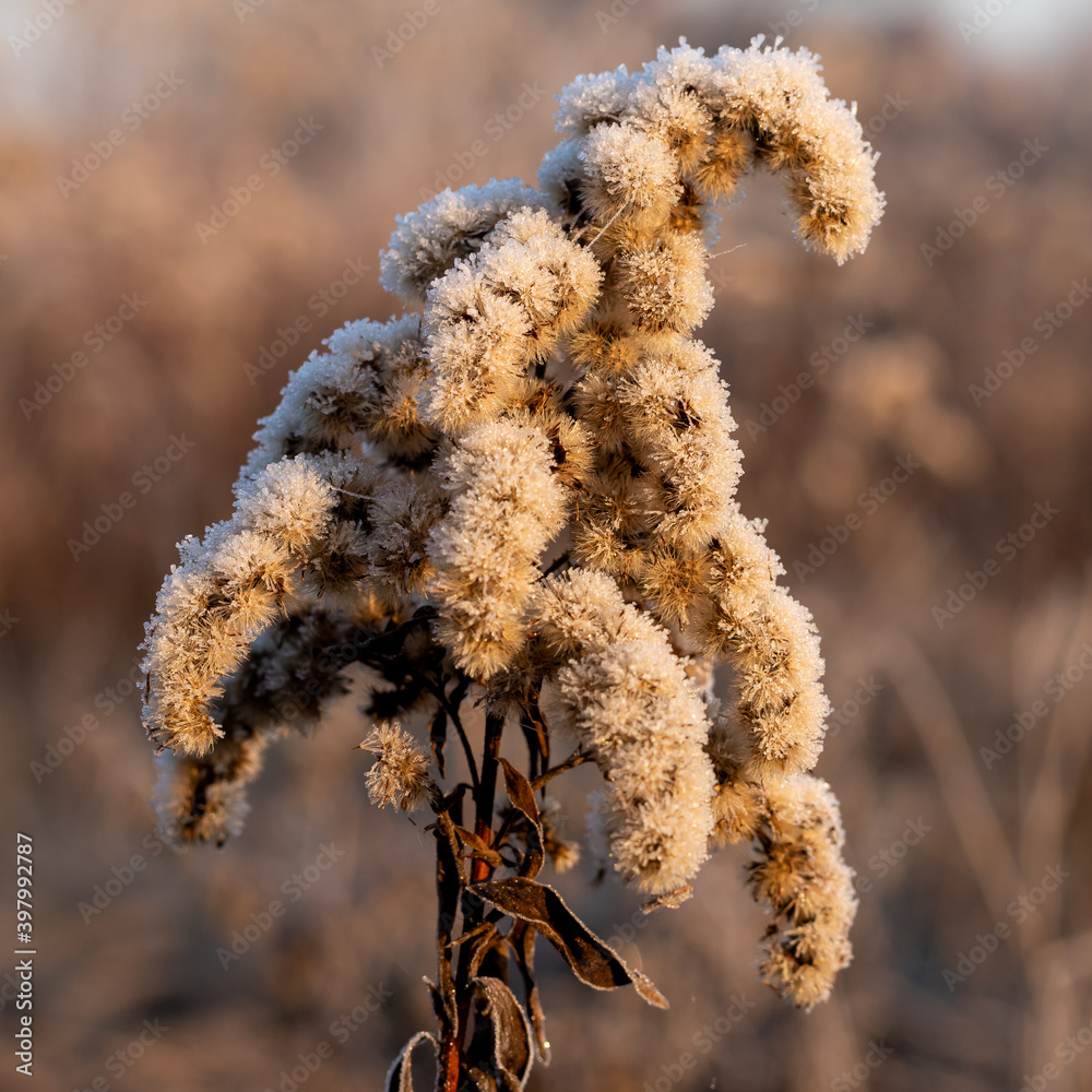 Plant on a frosty day. Winter macro picture. frosty winter, sunny day. Plant on a frosty day. Winter macro picture. frosty winter, sunny day.
