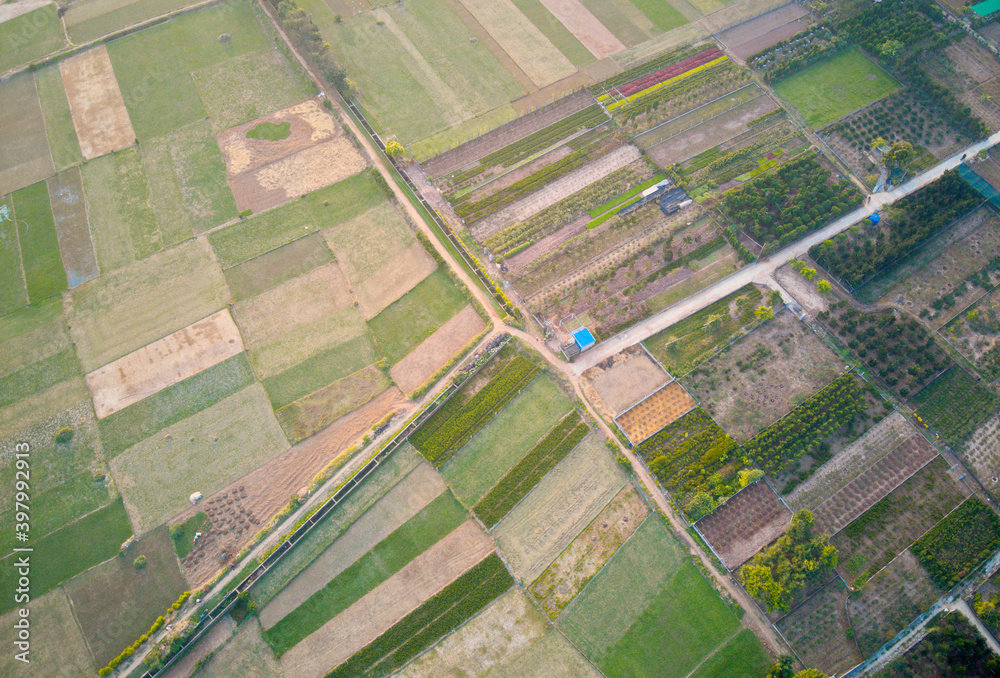 Fototapeta premium Very nice vegetable plantation on tidal fields in Thai Binh province, Vietnam