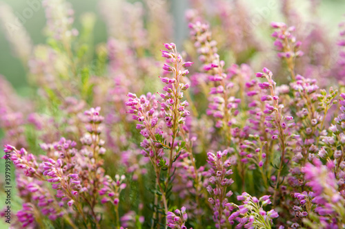 Blooming colorful heather in the meadow. Autumn honey flowering plant. Soft focus