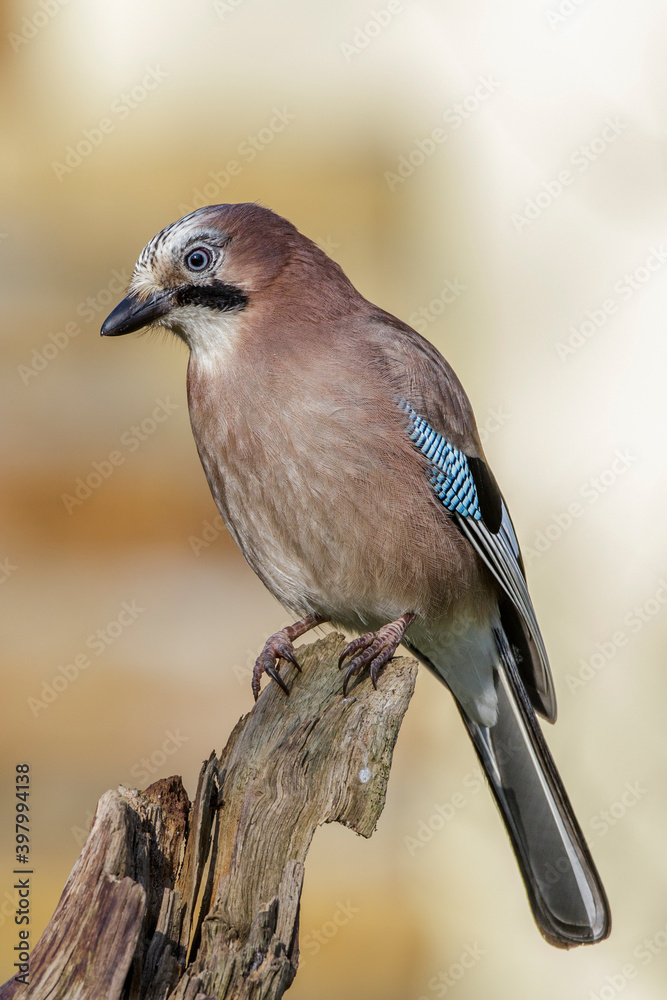 Obraz premium Eichelhäher (Garrulus glandarius)