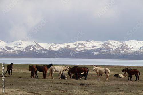 Horses in front of the Song Kol lake in Kyrgyzstan