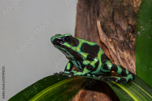 Goldbaumsteiger (Dendrobates auratus) photo