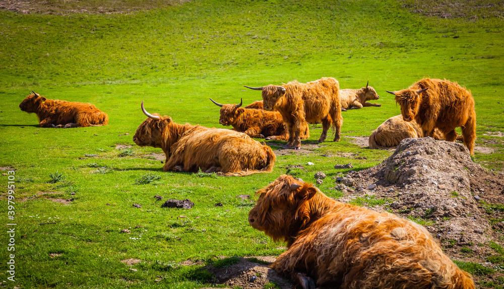 Fototapeta premium A herd of Galloway cattles in North York Moors National Park, Yorkshire, United Kingdom